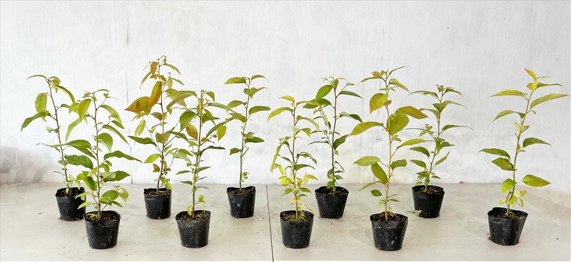 楽天市場】クロモジ 高さ約0.5m（鉢底から) 【サンプル画像】 同等品の