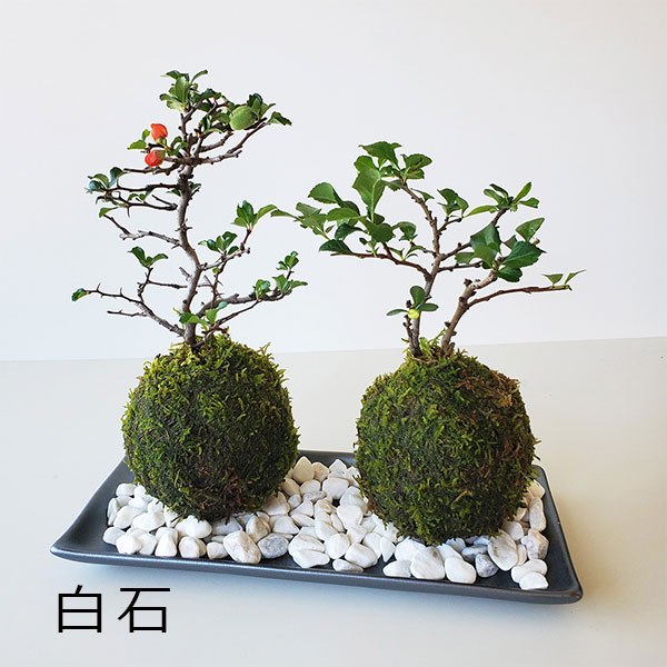 楽天市場】苔玉 紅白長寿梅 チョウジュバイ 陶器長方受皿 敷石セット