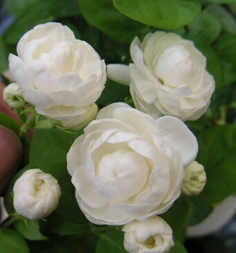 楽天市場】ハワイアンレイフラワー ホワイトローズピカケ 八重咲き（5