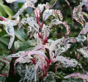楽天市場】斑入り葉美男カズラ（紅吹雪）ビナンカズラ 苗 苗木 : 日本