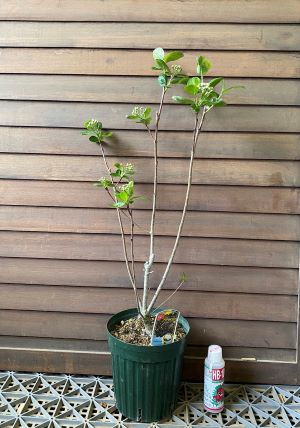楽天市場】【6寸鉢植え】 アロニア 苗 チョコレートベリー（チョコ