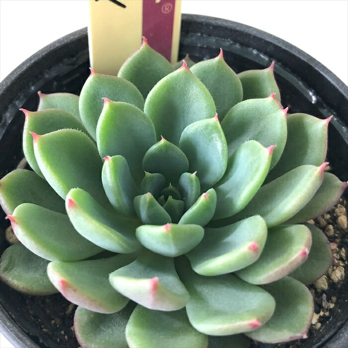 ミックスベリア 6種類 札付き②(1月6日撮影) ミックスベリア 6種類 札