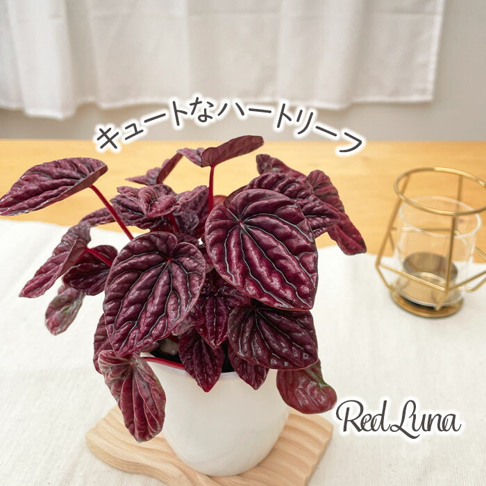 楽天市場】クリスマスローズ ソレイユ ダブル 0124-005 現品販売 送料