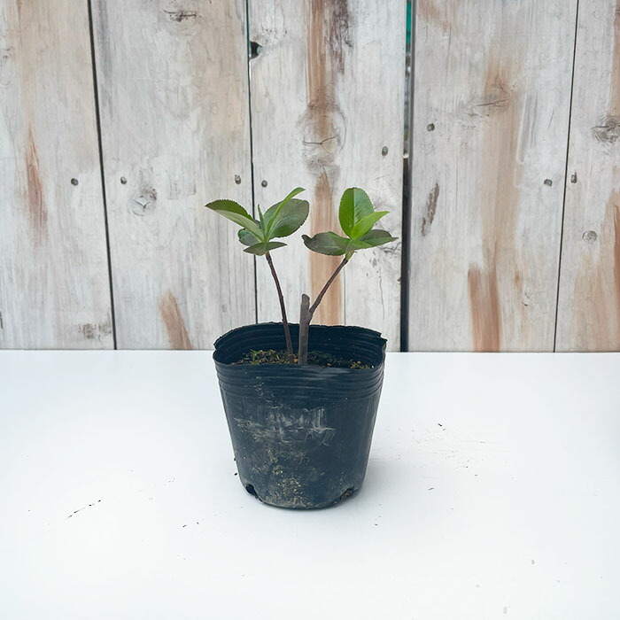 楽天市場】アロニア チョコレートベリー 10.5cmポット スーパーフード