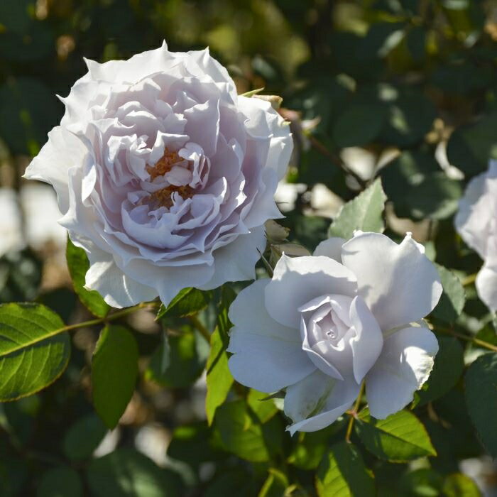 楽天市場】予約販売 バラ苗 バラ大苗 ロサ オリエンティス ザ