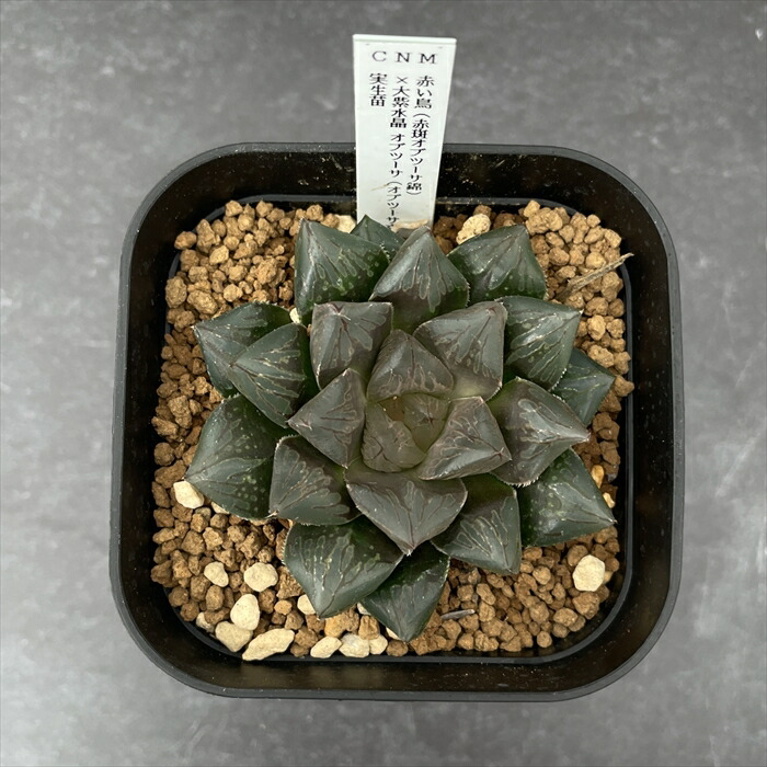 楽天市場】多肉植物 niハオルチア 赤い鳥（赤斑オブツーサ錦）×大紫