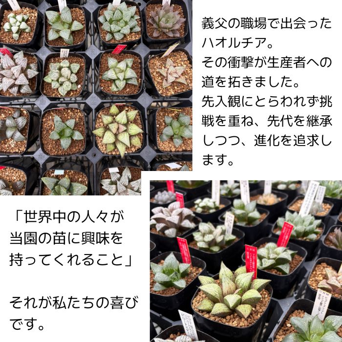 楽天市場】多肉植物 niハオルチア 赤い鳥（赤斑オブツーサ錦）×大紫