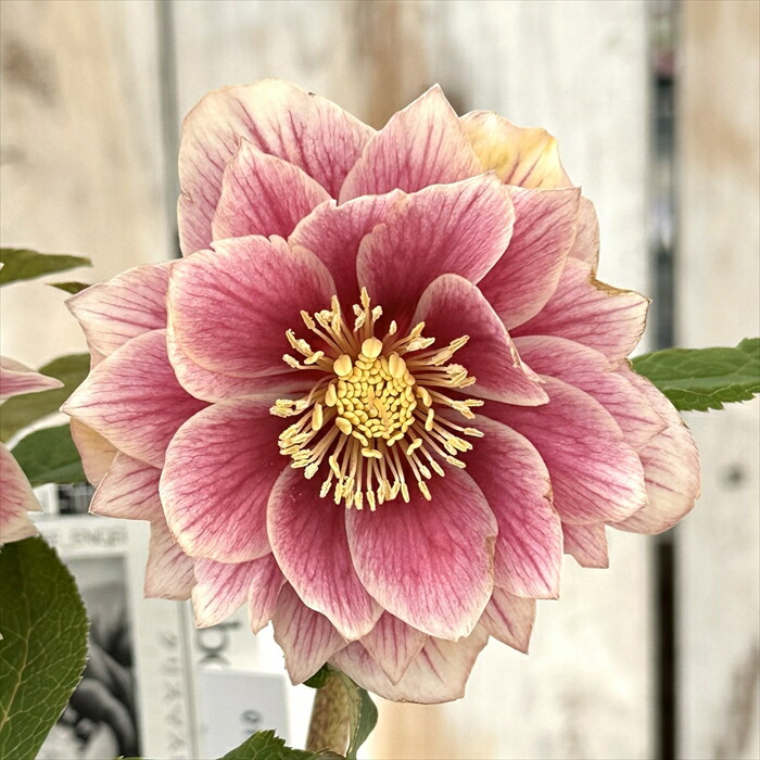 クリスマスローズ　広瀬園芸【ソレイユ】開花株 クリスマスローズ 広瀬園芸 ソレイユ - メルカリ