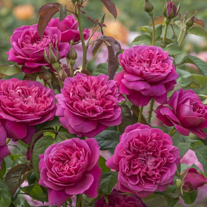 楽天市場】予約販売 バラ苗 バラ大苗 イングリッシュローズ ジェームズ