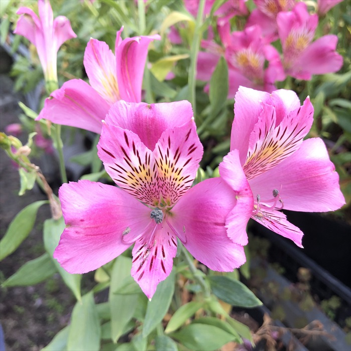 楽天市場】予約販売 アルストロメリア 苗 アキヒメ 10.5cmポット