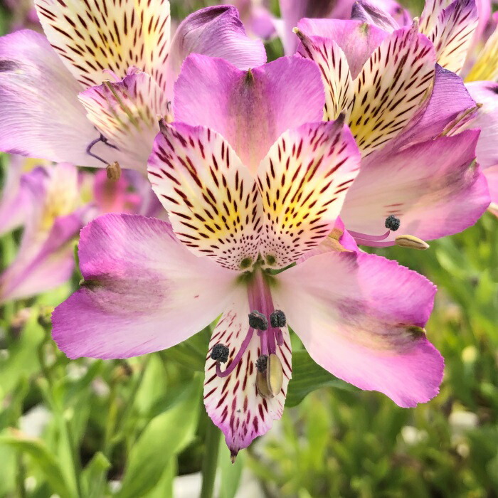 かお‼︎ アルストロメリア　15苗 楽天市場】予約販売 アルストロメリア 苗 ピンクスプレー 10.5cmポット