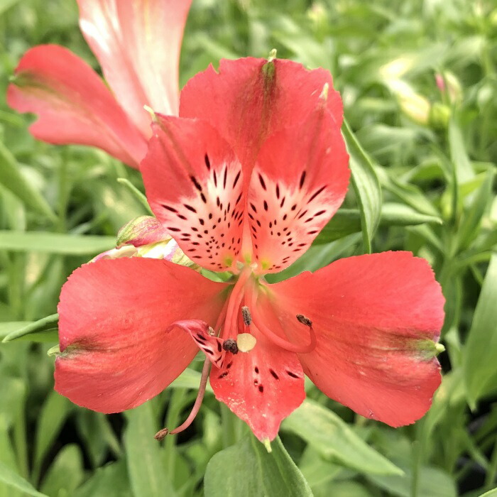 かお‼︎ アルストロメリア　15苗 楽天市場】予約販売 アルストロメリア 苗 ピンクスプレー 10.5cmポット