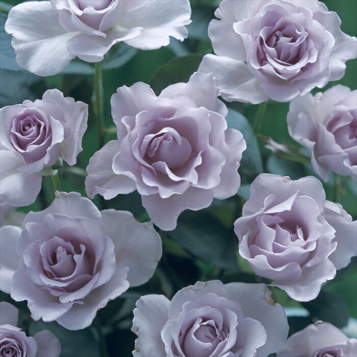 楽天市場】予約販売 バラ苗 バラ大苗 河本バラ園 ミスティパープル