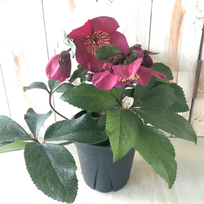 楽天市場】クリスマスローズ 氷の薔薇 レッド 5号鉢 送料無料 開花株