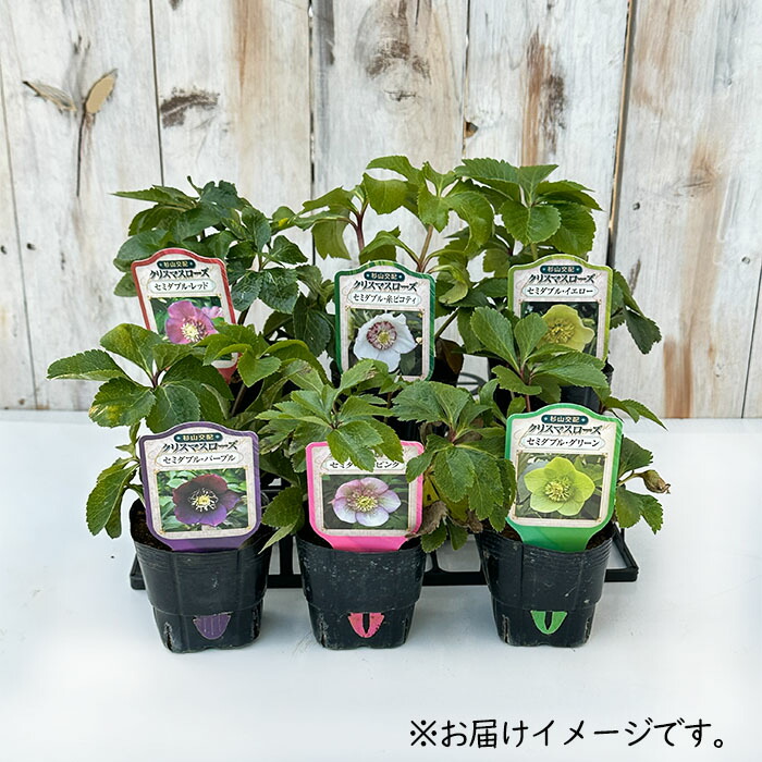 楽天市場】クリスマスローズ苗 セミダブル ピンク 杉山交配 9cmポット