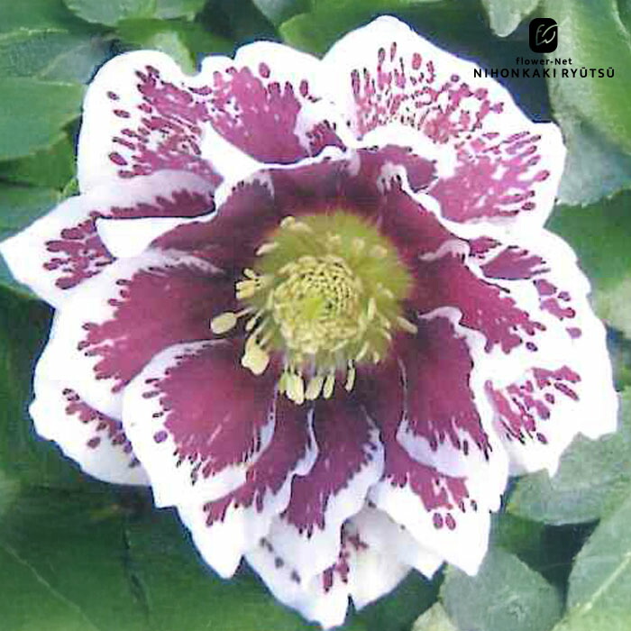 楽天市場】クリスマスローズ苗 ダブル ホワイトブロッチ 杉山交配 9cm