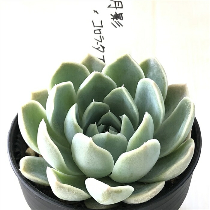 エケベリア３苗セット　farmPALK　オーズプランツ　ポットごと発送 エケベリア3苗セット farmPALK オーズプランツ ポットごと発送 3号鉢