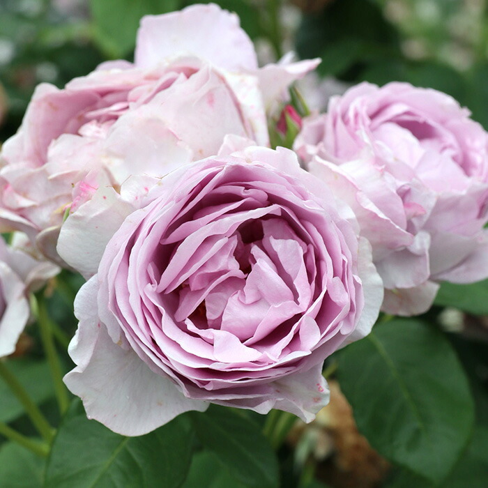 楽天市場】予約販売 バラ苗 バラ大苗 京成バラ園芸 しのぶれど 登録