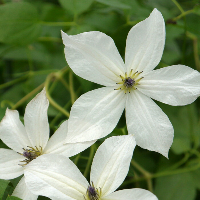 楽天市場】【まもなく締め切り】 予約販売 クレマチス 苗 フォーエバー