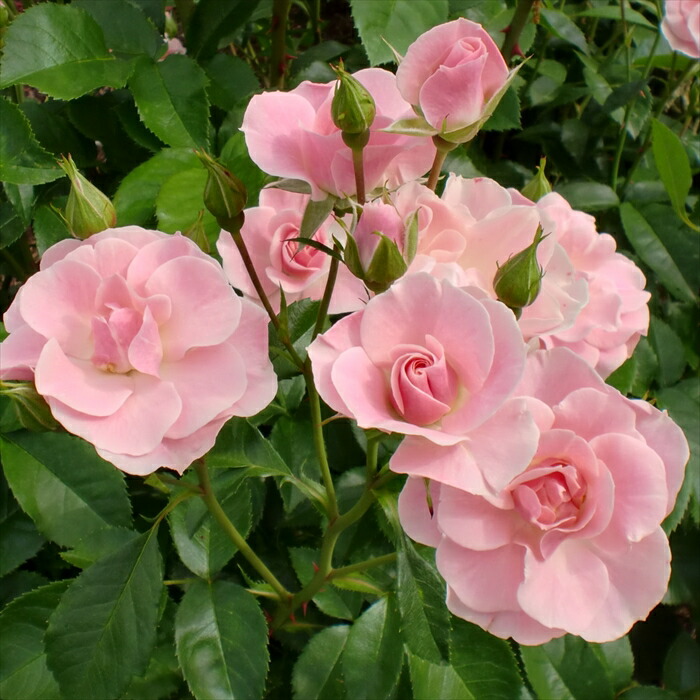 楽天市場】予約販売 バラ苗 バラ大苗 確実園 セレッソ 四季咲き 薔薇