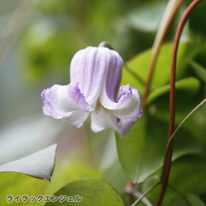 花 楽天市場】予約販売 クレマチス 苗 ライラックエンジェル ヴィオルナ系