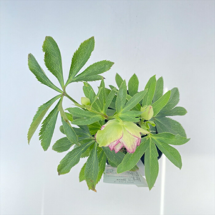 楽天市場】クリスマスローズ フレグランスダブル ホワイトグリーン