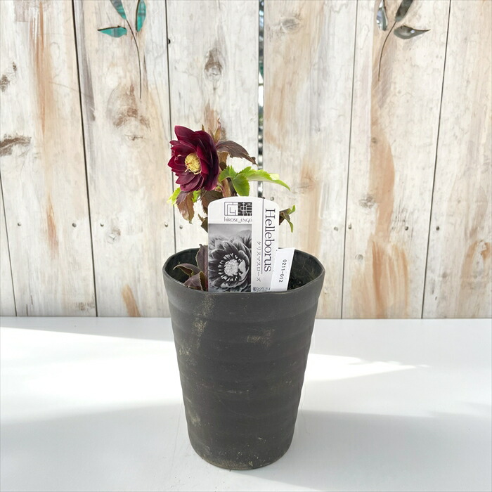 楽天市場】クリスマスローズ 広瀬園芸 美艶 レッド 強グロス オーレア