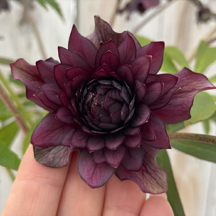 広瀬園芸　クレオパトラ系ダブル　超美人株 2026年最新】広瀬園芸のクレオパトラの人気アイテム - メルカリ