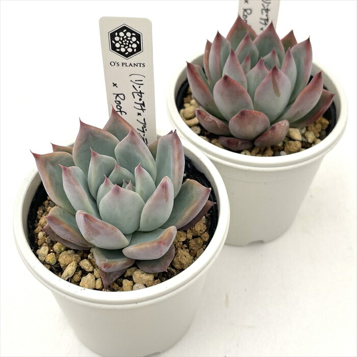 楽天市場】多肉植物 O'sエケベリア （リンゼアナ×ブランデティ）×Roof