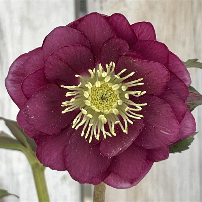 楽天市場】広瀬園芸の通販