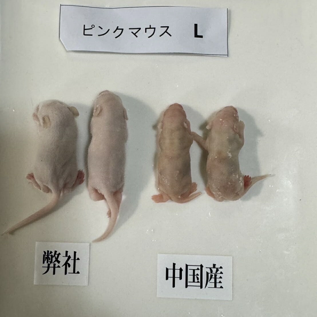 楽天市場】国産冷凍ピンクマウスS 即日発送 同梱可 選べる容量 10匹