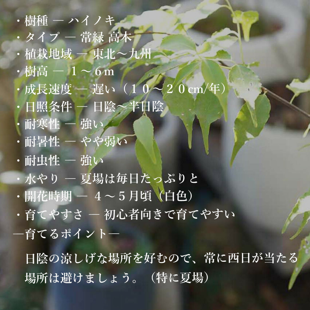 楽天市場】【現品】山採り【ハイノキ】株立ち 自然風樹形 樹高H≒285