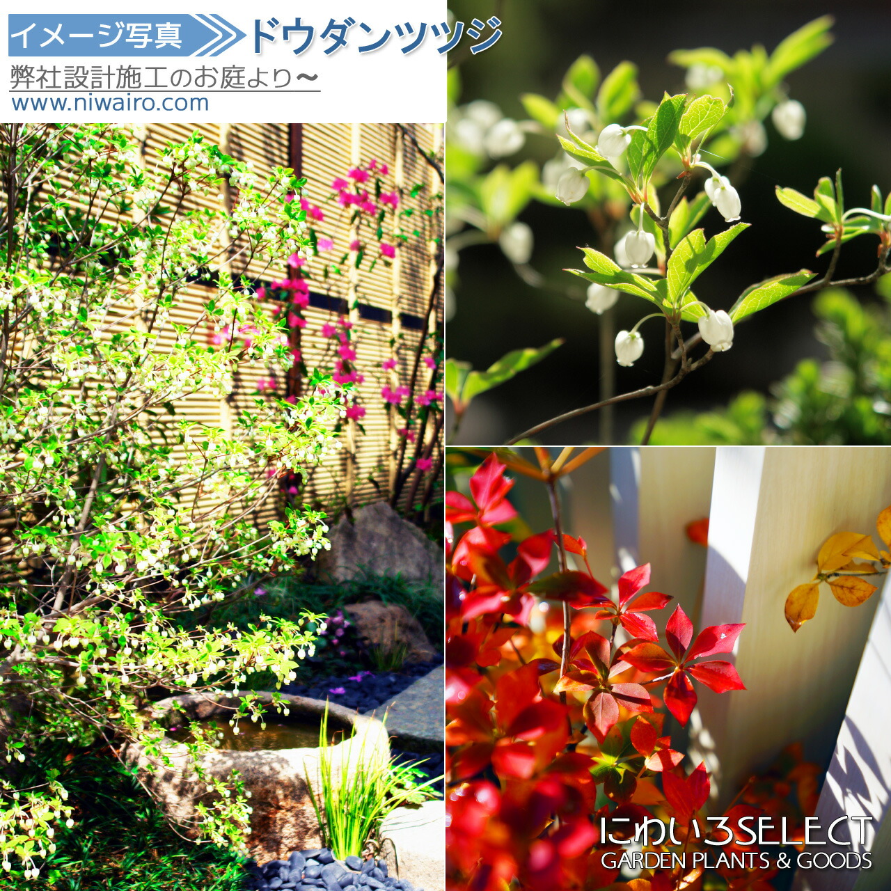 送料込み。山採りドウダンツツジ。 楽天市場】山採り【ドウダンツツジ