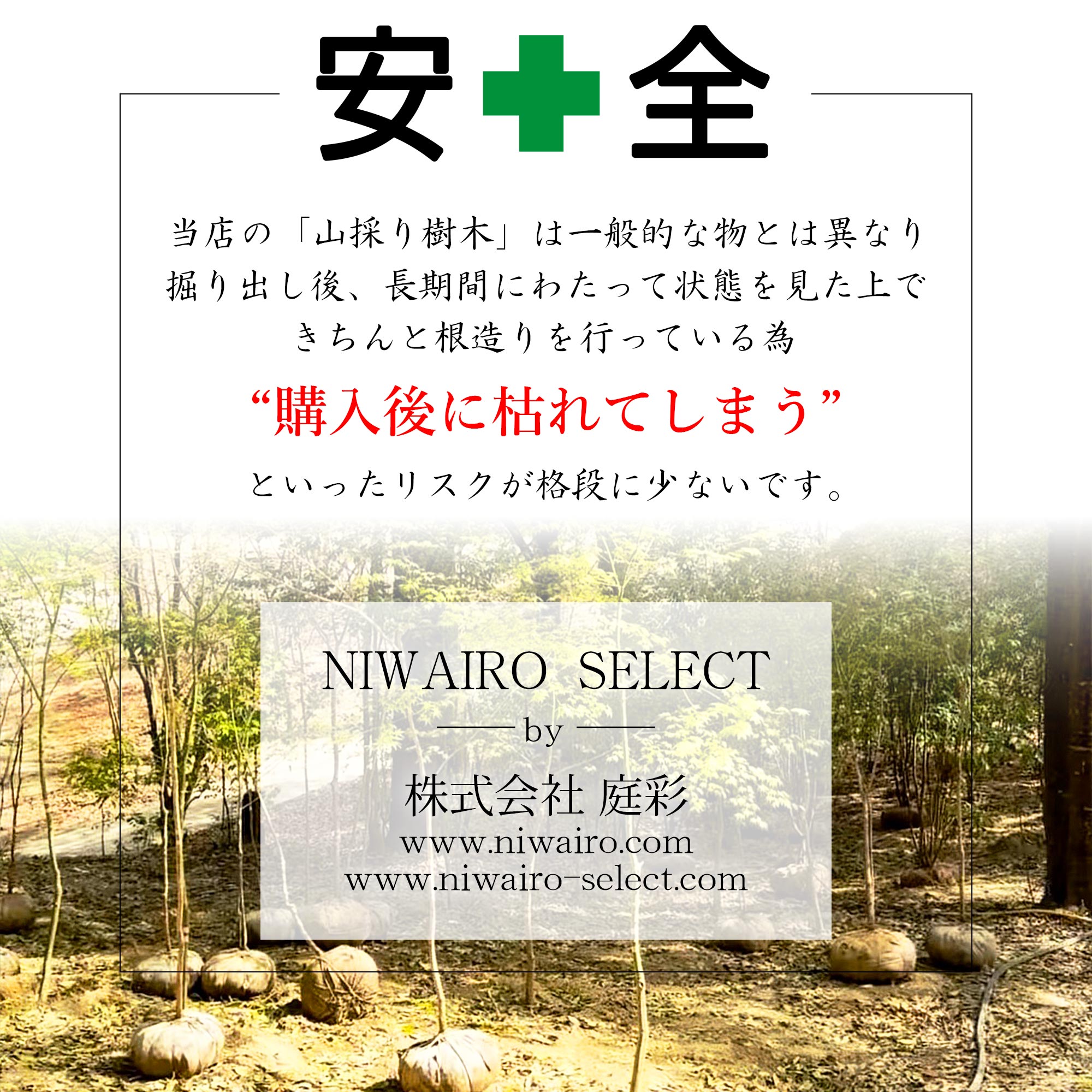楽天市場】【現品】山採り【ハイノキ】株立ち 自然風樹形 樹高H≒200