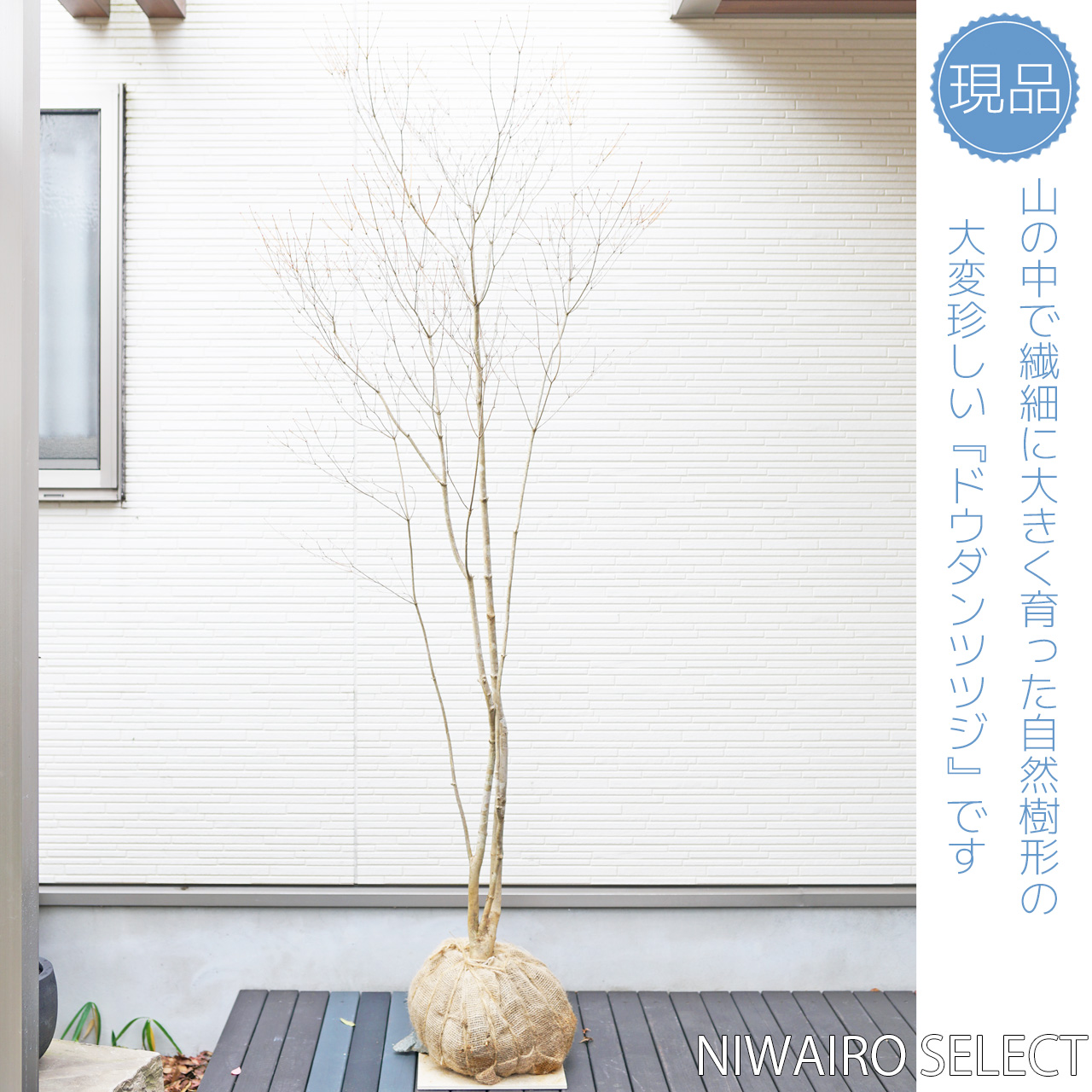 鮮美透涼。山採りドウダンツツジ。 上品。山採りドウダンツツジ。 楽天市場】山採り【ドウダンツツジ