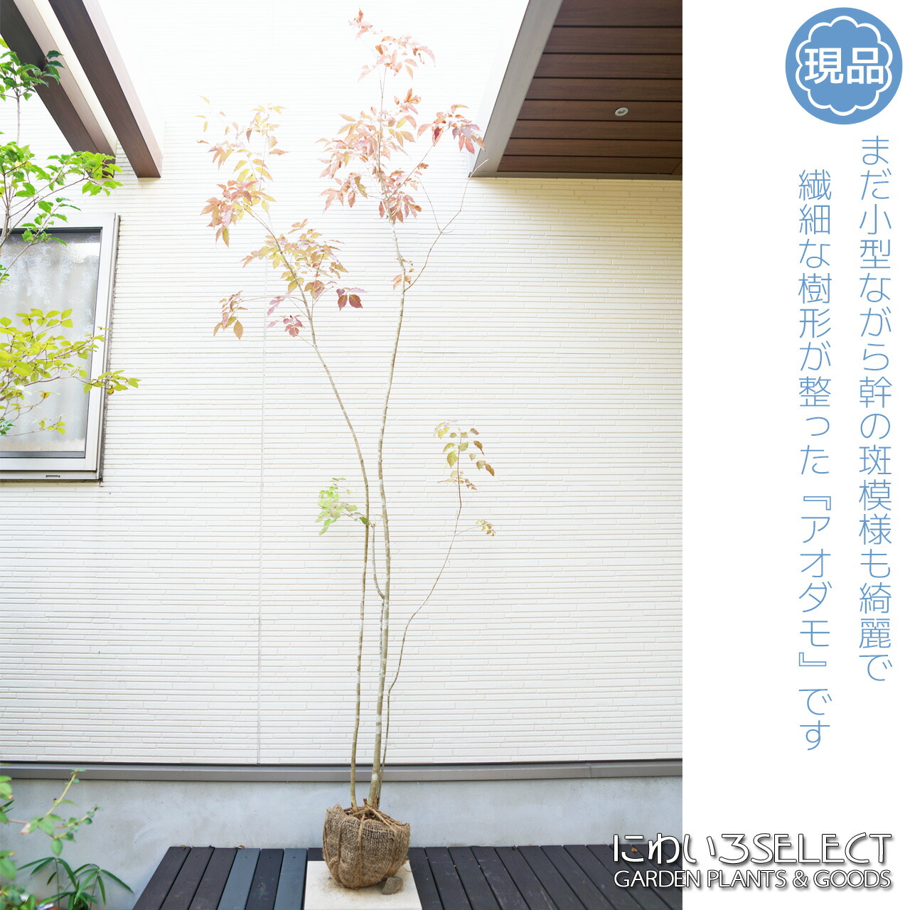 91 山採り　アオダモ　ミヤマガマズミ付き 503 山採り アオダモ コバノガマズミ 混合株 503 山採り アオダモ