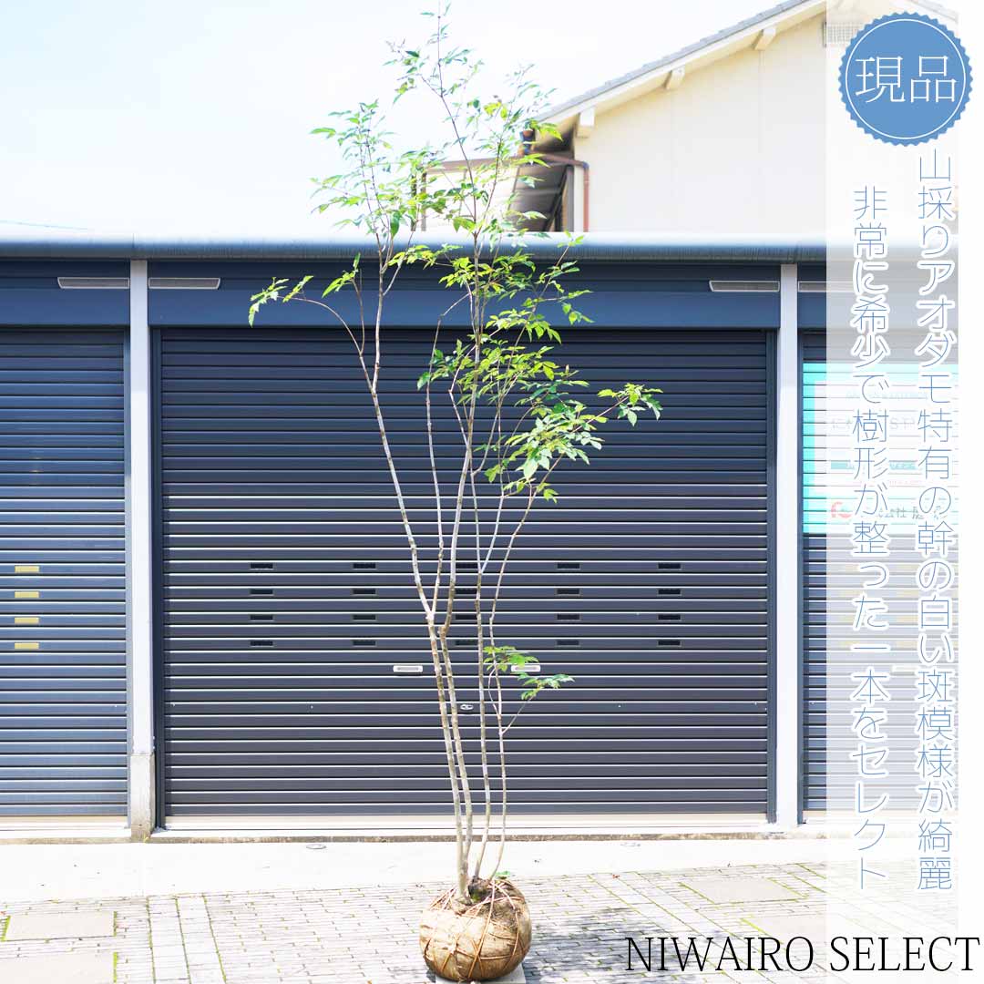 楽天市場】山採り【アオダモ】株立ち 自然風樹形 コバノトネリコ 樹高H