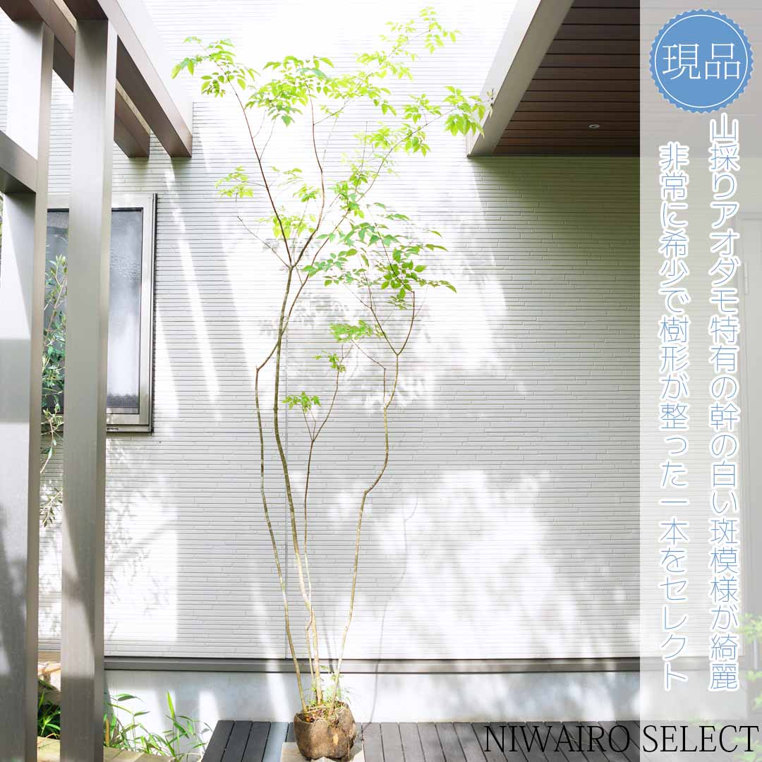 山採り アオダモ 自然樹形 楽天市場】山採り【アオダモ】自然風樹形