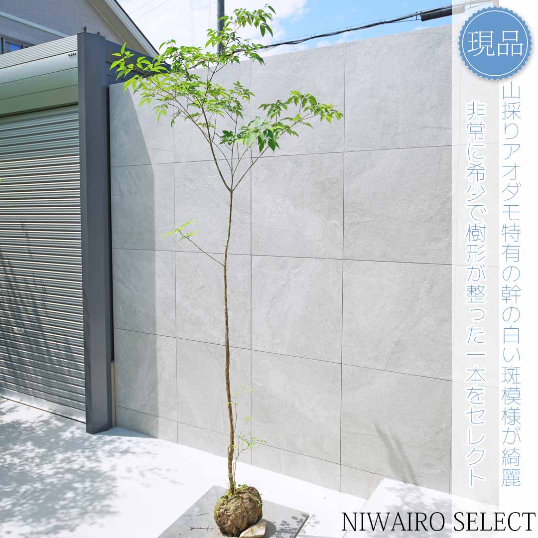 山採り アオダモ 自然樹形 楽天市場】山採り【アオダモ】自然風樹形