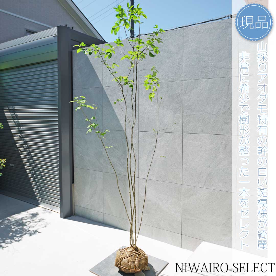 84 山採り アオダモ 山採り天然 アオダモ 5本株立ち 84