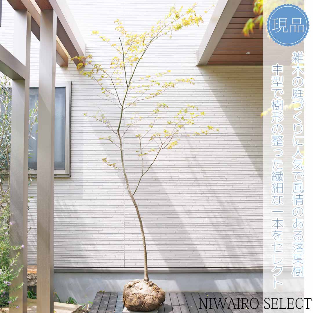 楽天市場】山採り【イロハモミジ】 紅葉 自然樹形 樹高H≒260 × 枝張W