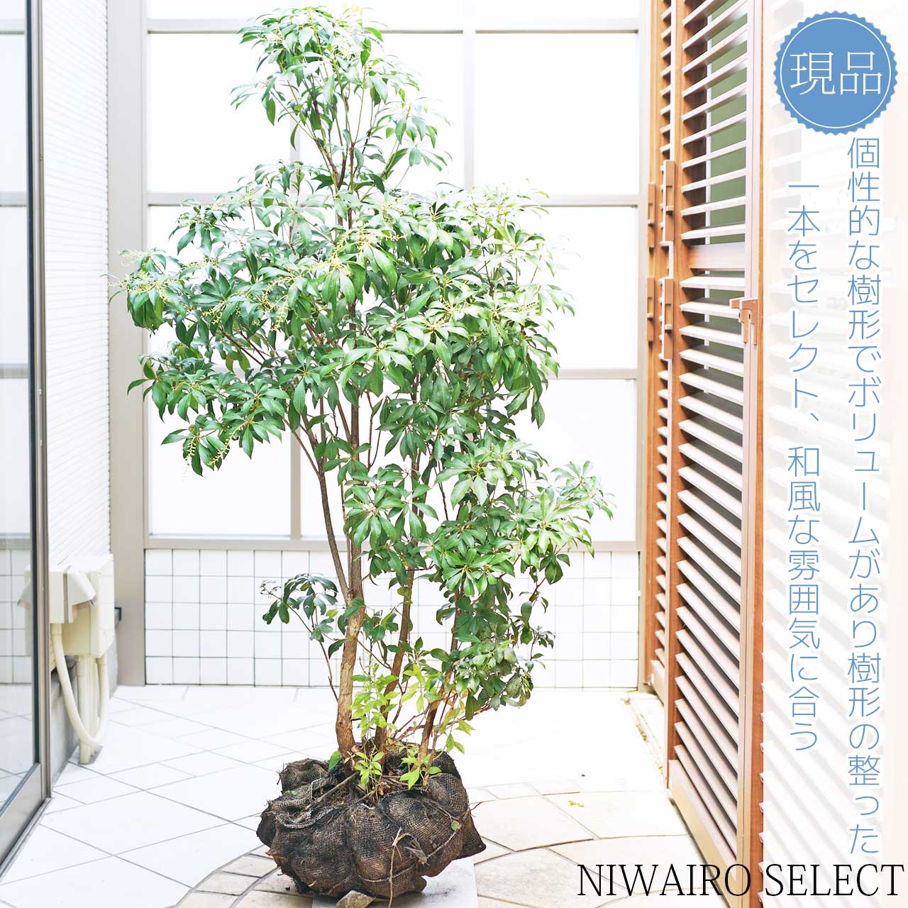 楽天市場】山採り【アセビ】 株立ち 自然樹形 樹高H≒145 × 枝張W