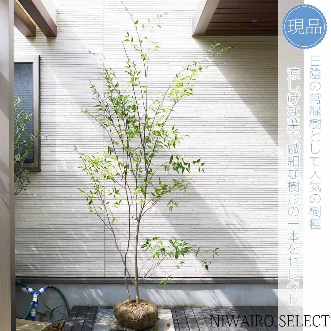 優秀。山採りハイノキ。 山採りハイノキ / 785