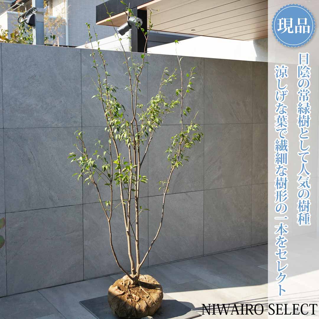 ハイノキ 株立ち」の人気商品一覧 | 安い商品を通販サイトから探す