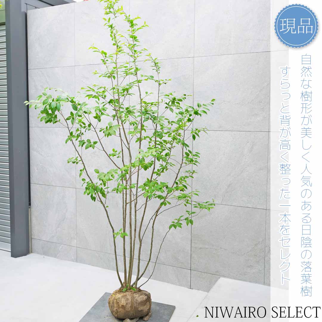 楽天市場】【現品】【アオハダ】モチノキ 株立ち 自然風樹形 樹高H