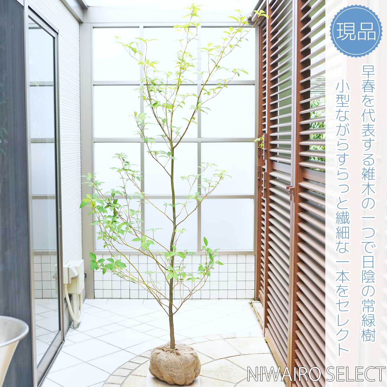 楽天市場】【クロモジ】 黒文字 自然樹形 樹高H≒190 × 枝張W≒100cm