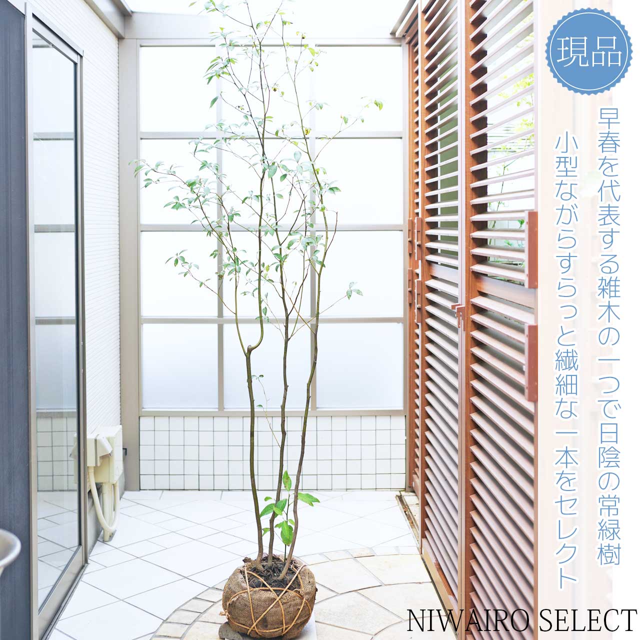 楽天市場】【クロモジ】 くろもじ 黒文字 株立ち 自然樹形 樹高H≒190