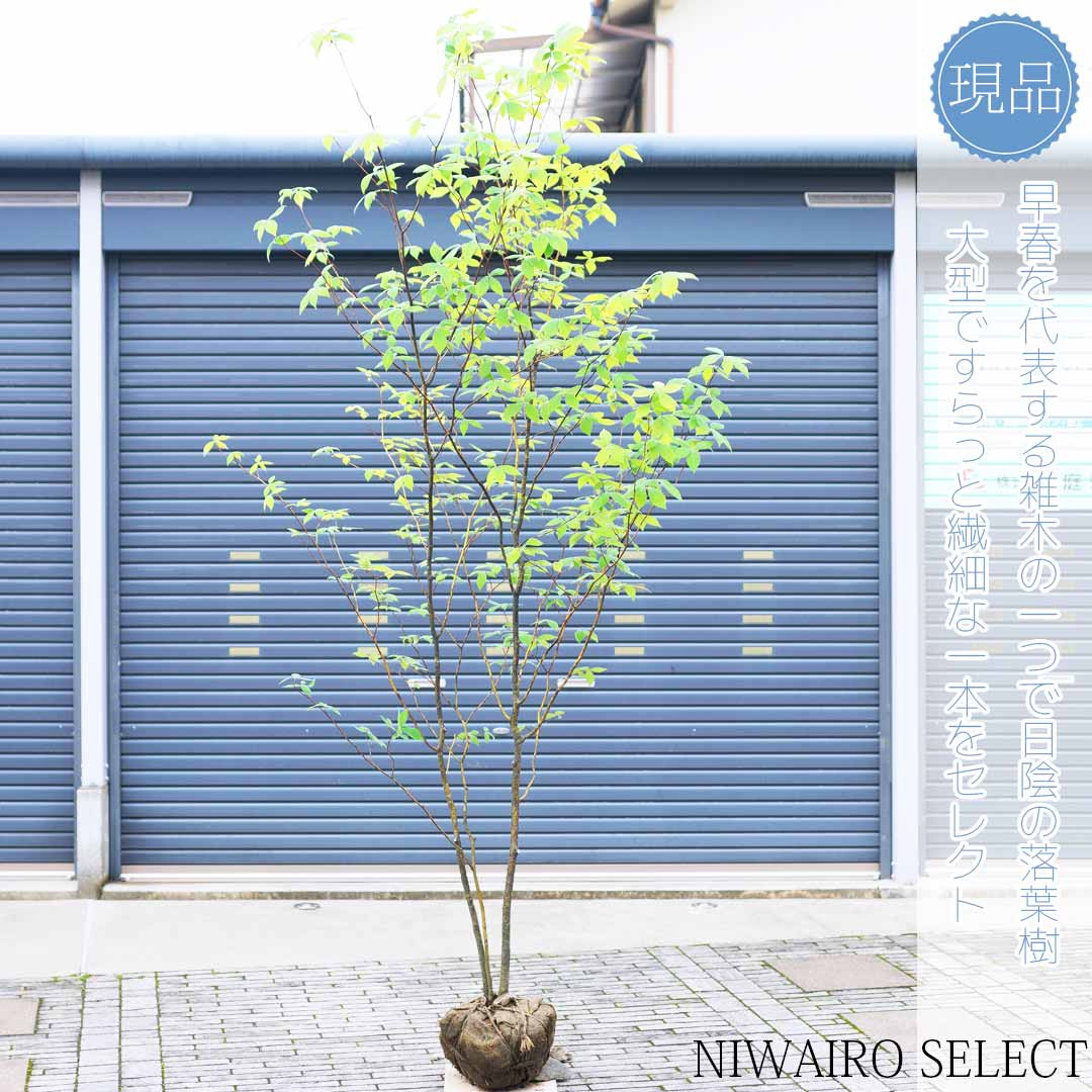 楽天市場】【クロモジ】 黒文字 株立ち 自然風樹形 樹高H≒280 × 枝張W