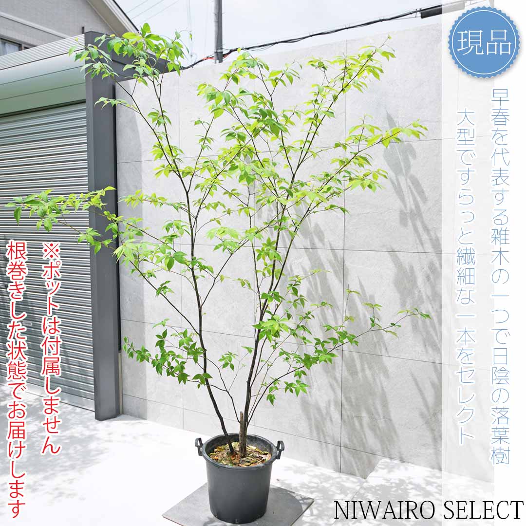 クロモジ 植木 株立」の人気商品一覧 | 安い商品を通販サイトから探す
