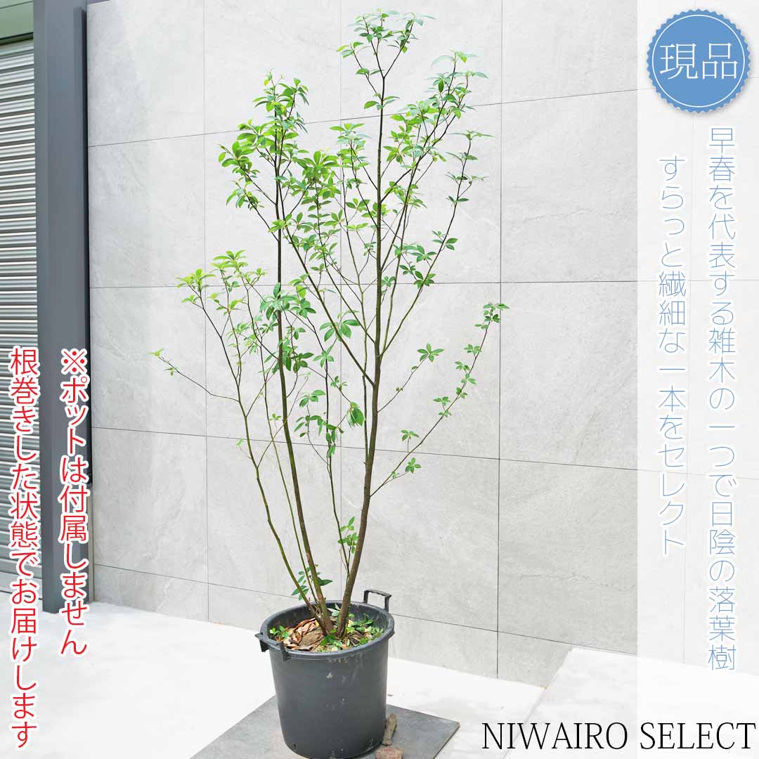 楽天市場】【現品】【クロモジ】黒文字 株立ち 自然風樹形 樹高H≒180